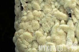 Attēlu rezultāti vaicājumam “Physisporinus vitreus”