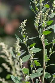 Attēlu rezultāti vaicājumam “Chenopodium album flower”