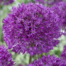 Attēlu rezultāti vaicājumam “Allium holandicum flower”