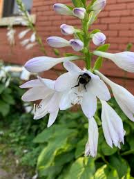Attēlu rezultāti vaicājumam “Hosta sp. flower”