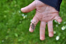 Attēlu rezultāti vaicājumam “Acanthocinus aedilis”