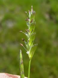 Attēlu rezultāti vaicājumam “Glyceria lithuanica”