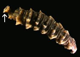 Attēlu rezultāti vaicājumam “Sciomyzidae”