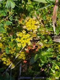 Attēlu rezultāti vaicājumam “Draba nemorosa fruit”