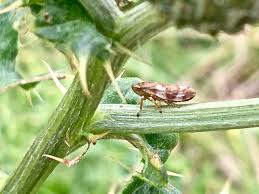 Attēlu rezultāti vaicājumam “Philaenus spumarius nymph”