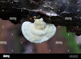 Attēlu rezultāti vaicājumam “Antrodiella serpula”