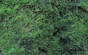 Attēlu rezultāti vaicājumam “Oxyrrhynchium hians var. rigidum”