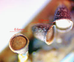 Attēlu rezultāti vaicājumam “Craterium minutum cf. var. brunneum macro”