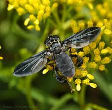 Attēlu rezultāti vaicājumam “Trichia ambigua stalked”