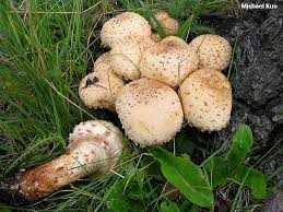 Attēlu rezultāti vaicājumam “Pholiota squarrosa”