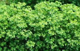 Image result for Wolfsmilch