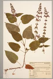 Attēlu rezultāti vaicājumam “Stachys sylvatica”