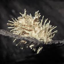 Attēlu rezultāti vaicājumam “Akanthomyces aculeatus”