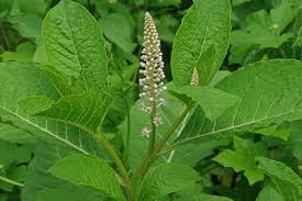 Attēlu rezultāti vaicājumam “Phytolacca acinosa”