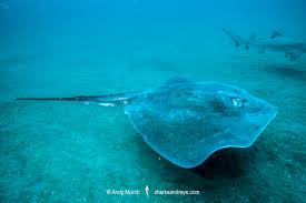 Image result for Bathytoshia centroura