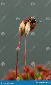 Attēlu rezultāti vaicājumam “Polytrichum piliferum sporophyte”