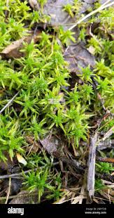 Attēlu rezultāti vaicājumam “Sphagnum girgensohnii”