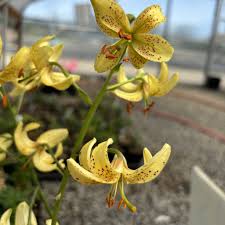 Attēlu rezultāti vaicājumam “Lilium martagon bud”