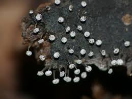 Attēlu rezultāti vaicājumam “Physarum obscurum young”