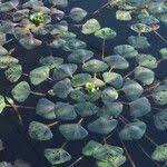 Attēlu rezultāti vaicājumam “Trapa natans leaf”