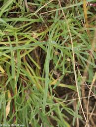Attēlu rezultāti vaicājumam “Gypsophila fastigiata leaf”