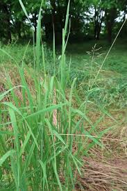 Attēlu rezultāti vaicājumam “Phleum phleoides fruit”