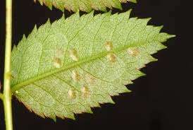 Attēlu rezultāti vaicājumam “Allantus cinctus”