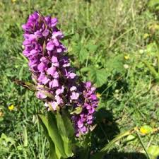 Attēlu rezultāti vaicājumam “Dactylorhiza russowii”