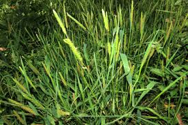 Attēlu rezultāti vaicājumam “Alopecurus aequalis leaf”