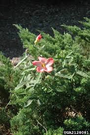 Image result for Abelmoschus moschatus