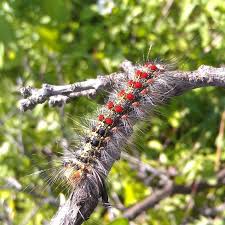 Attēlu rezultāti vaicājumam “Lymantria dispar larva”