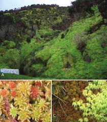 Attēlu rezultāti vaicājumam “Sphagnum palustre”