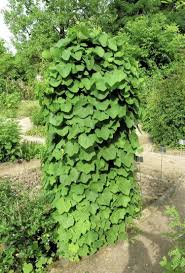 Attēlu rezultāti vaicājumam “Menispermum dauricum fruit”