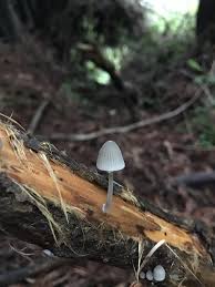Attēlu rezultāti vaicājumam “Mycena abramsii”