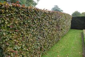 Attēlu rezultāti vaicājumam “Fagus sylvatica fo. purpurea male flower”