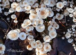 Attēlu rezultāti vaicājumam “Collybia cirrhata”