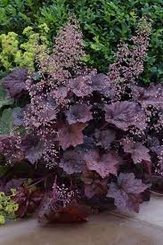Image result for HEUCHERA americana 'Palace Purple Auslese'