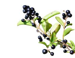 Attēlu rezultāti vaicājumam “Frangula alnus fruit”