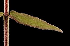 Attēlu rezultāti vaicājumam “Odontites vulgaris”