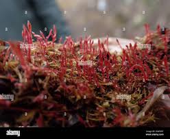 Attēlu rezultāti vaicājumam “Bryum weigelii”