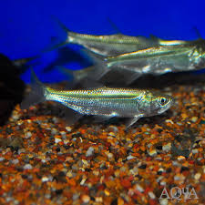 Image result for Megalops atlanticus