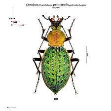 Attēlu rezultāti vaicājumam “Carabidae”