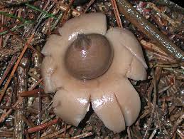 Attēlu rezultāti vaicājumam “Geastrum”