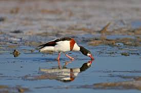 Attēlu rezultāti vaicājumam “Tadorna tadorna male”