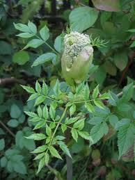 Attēlu rezultāti vaicājumam “Angelica sylvestris leaf”