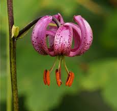 Attēlu rezultāti vaicājumam “Lilium martagon flower”