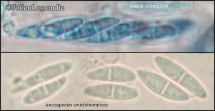 Attēlu rezultāti vaicājumam “Biatora sphaeroides”