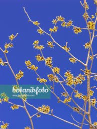 Attēlu rezultāti vaicājumam “Hamamelis japonica”