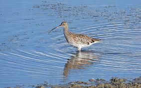 Attēlu rezultāti vaicājumam “Numenius arquata adult”