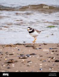 Attēlu rezultāti vaicājumam “Charadrius hiaticula adult”